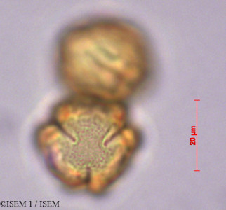 ISEM 1/Dendropanax_cuneatus_28908/Dendropanax_cuneatus_28908_0001(copy)_thumb.jpg